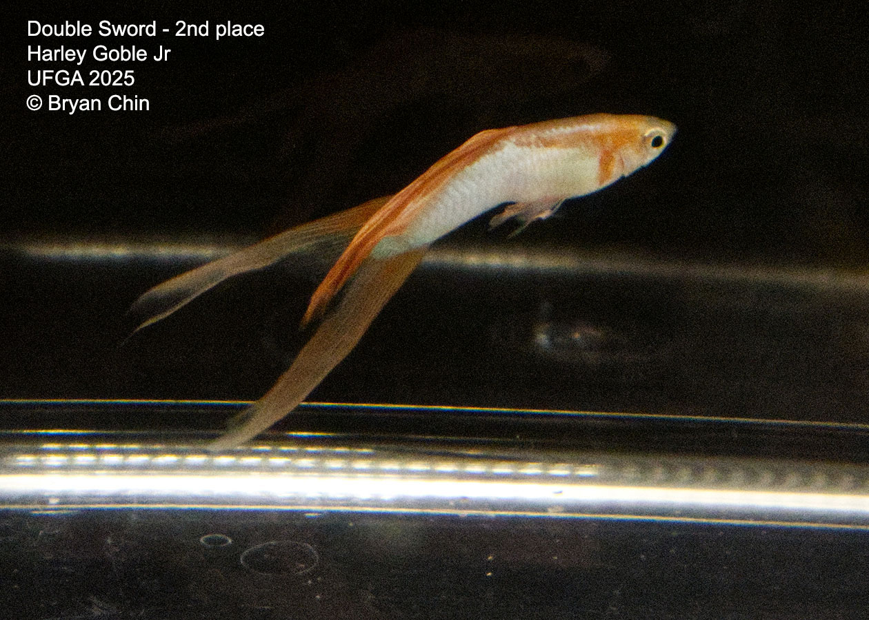 Guppy Double Swordtail